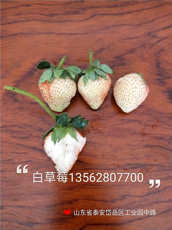 甜寶草莓苗特點(diǎn)