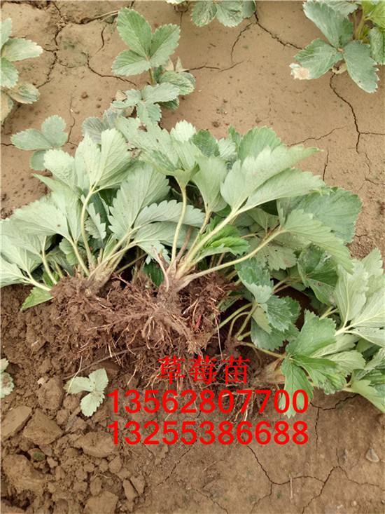 草莓苗幾年掛果