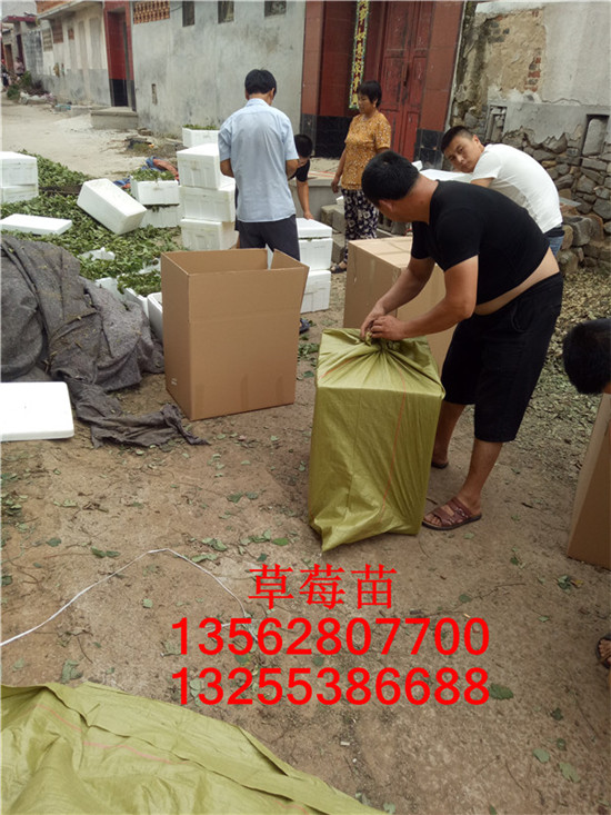 草莓苗簡(jiǎn)介