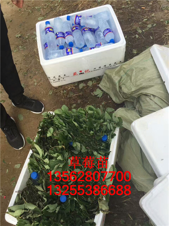 草莓苗幾年掛果