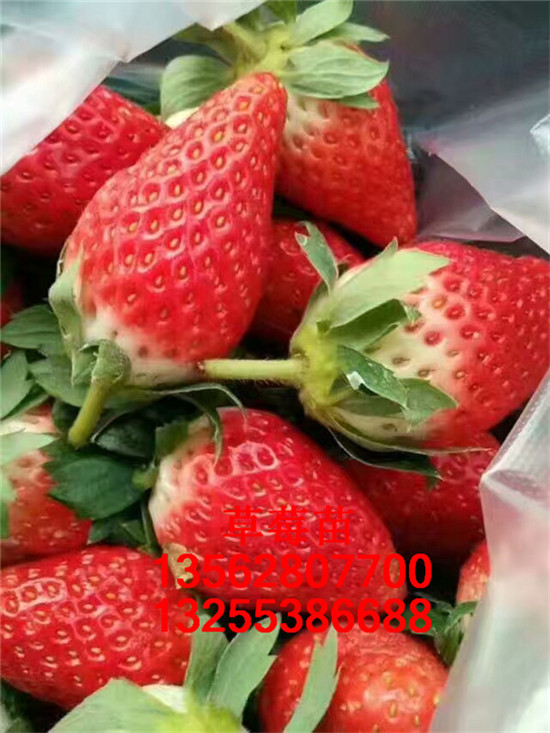 草莓苗子多少錢一棵