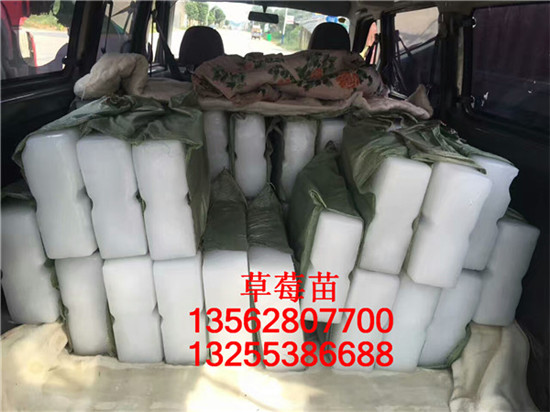 全草莓苗畝產(chǎn)多少