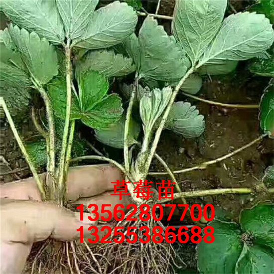 草莓苗簡(jiǎn)介