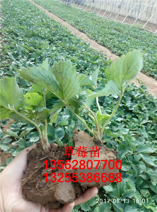 草莓苗子圖片