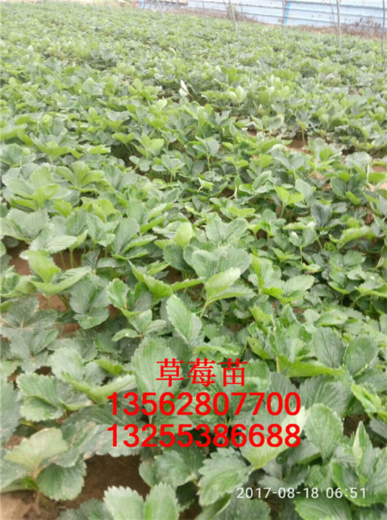 草莓苗幾年掛果