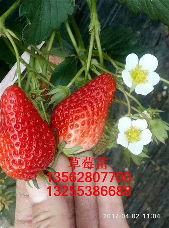 妙香7号草莓苗 优点 