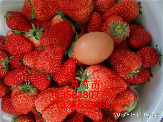 草莓苗幾年掛果