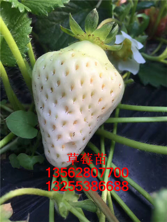 草莓苗幾年掛果