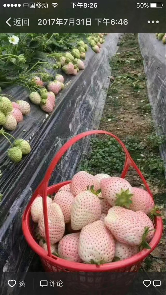 草莓苗簡(jiǎn)介