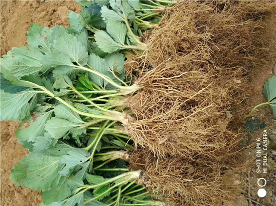 達(dá)賽草莓苗特點(diǎn)