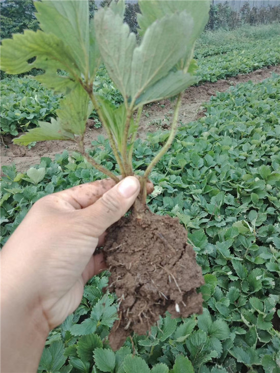草莓苗子圖片