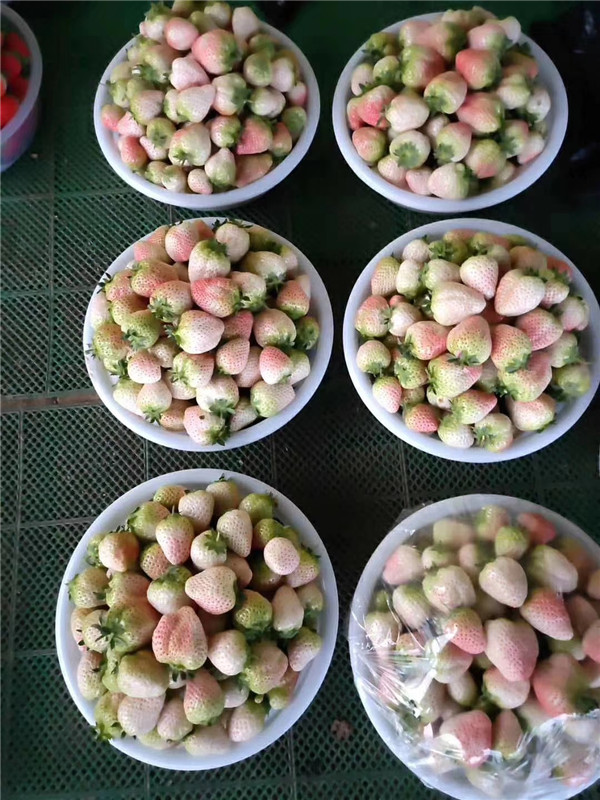 甜寶草莓苗特點(diǎn)