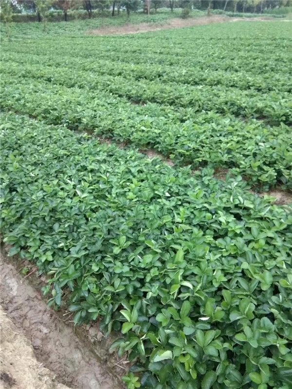 妙香7號(hào)草莓苗 介紹