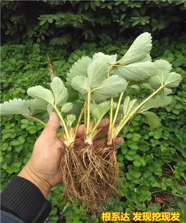 草莓苗子圖片