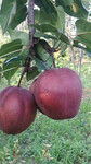 2公分早酥红梨树苗水果种植前景