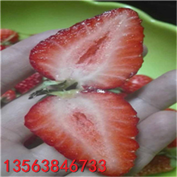 供應(yīng)甜寶草莓苗求購