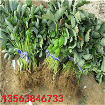 牛奶草莓苗批發(fā)什么價(jià)格