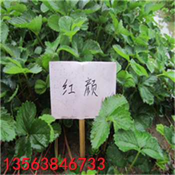出售甜查理草莓苗價格