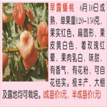 供應(yīng)牛奶草莓苗多少錢一棵