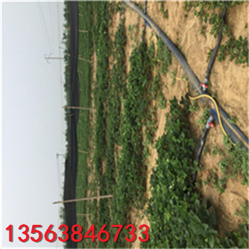 小白草莓苗基地