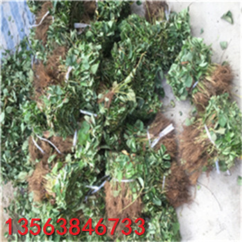供應(yīng)牛奶草莓苗出售