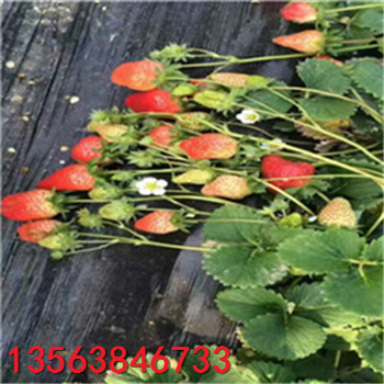 2018年牛奶草莓苗價(jià)格