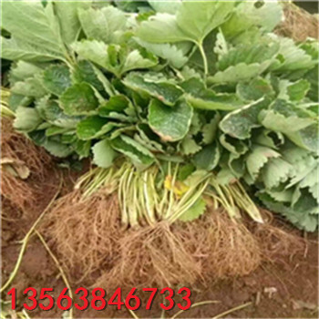哪里有豐香草莓苗價(jià)格