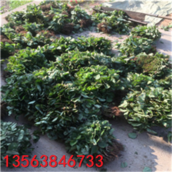 供應(yīng)京藏草莓苗品種介紹