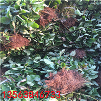 2018年紅顏草莓苗哪家好