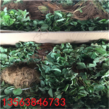 新品種章姬草莓苗哪家好
