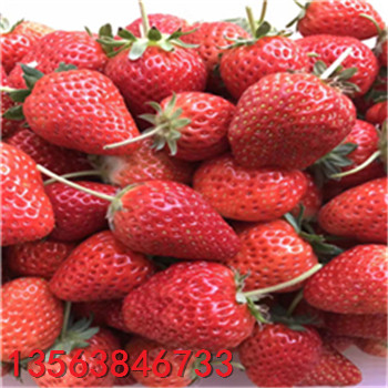 新品種章姬草莓苗哪家好