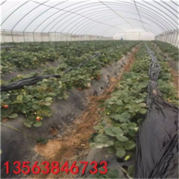 供應(yīng)紅顏草莓苗求購
