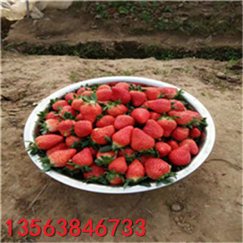 宁玉草莓苗基地