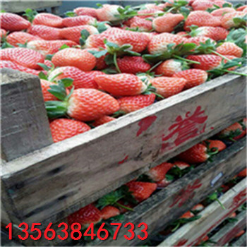 牛奶草莓苗批發(fā)什么價(jià)格
