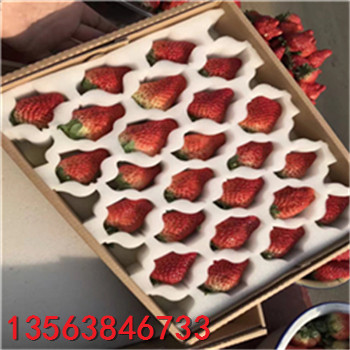 出售甜查理草莓苗價格