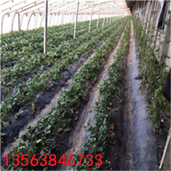 甜宝草莓苗新品种