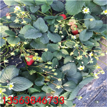 山東豐香草莓苗什么價格