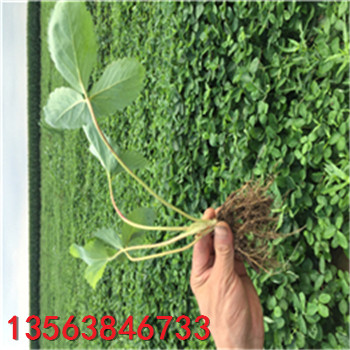 新品種京藏草莓苗育苗基地
