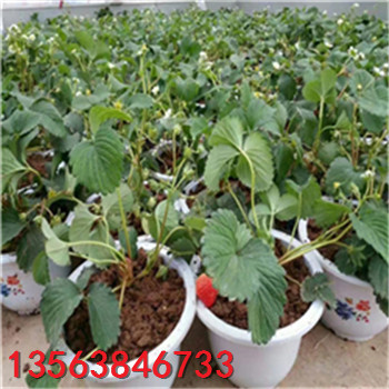 今年奶油草莓苗什么價(jià)格