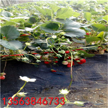 新品種紅顏草莓苗格