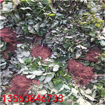 2018年紅顏草莓苗哪家好