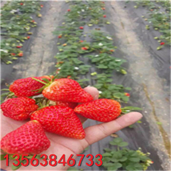 供應(yīng)紅顏草莓苗求購