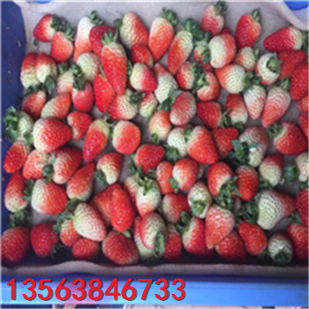 供應(yīng)甜寶草莓苗求購