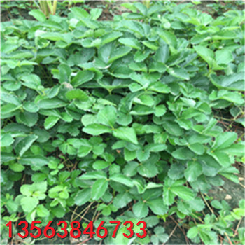 基地豐香草莓苗價(jià)格多少