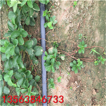 甜查理草莓苗求購(gòu)