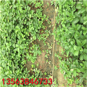 小白草莓苗育苗基地