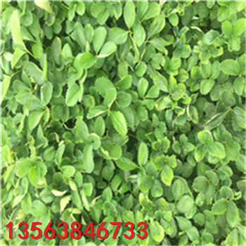 美德萊特草莓苗批發(fā)