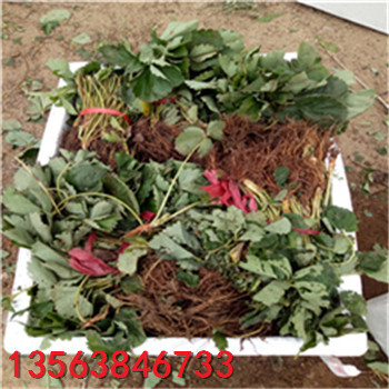 美德萊特草莓苗價(jià)格多少