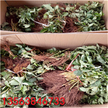 新品種美十三草莓苗上車價格