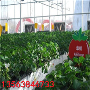 山東豐香草莓苗什么價格